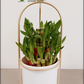 Lucky Bamboo in Metal Planter - 3 Layer