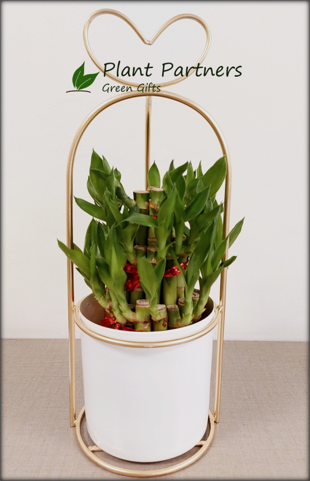 Lucky Bamboo in Metal Planter - 3 Layer